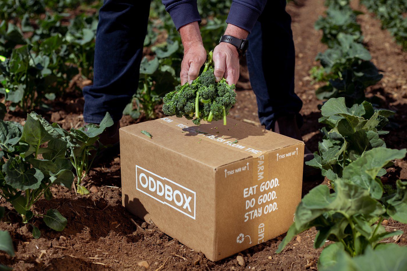 Burda Invests in Sustainable Food Waste Reduction Platform Oddbox
